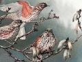                                                                     Birds on a tree slide puzzle קחשמ