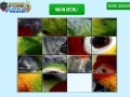                                                                     Parrot Eye Slider קחשמ