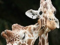                                                                     Cute giraffes slide puzzle קחשמ