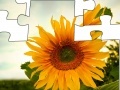                                                                     Jigsaw: Sunflower 2 קחשמ