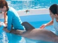                                                                       Dolphin Tale. Hidden Numbers ליּפש