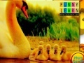                                                                     Lovely swans family puzzle קחשמ