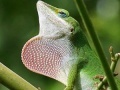                                                                     Wild big chameleon puzzle קחשמ