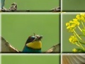                                                                     Puzzle craze beautiful birds  קחשמ