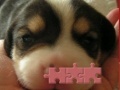                                                                    Cute puzzle: Puppy קחשמ