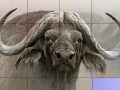                                                                     Slide Puzzle: Buffalo  קחשמ