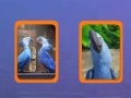                                                                     Rio 2 - Memory Match קחשמ