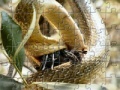                                                                     Snakes Eating Jigsaw קחשמ