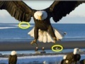                                                                     Spot the difference: Animals קחשמ