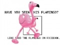                                                                     Flamingo קחשמ